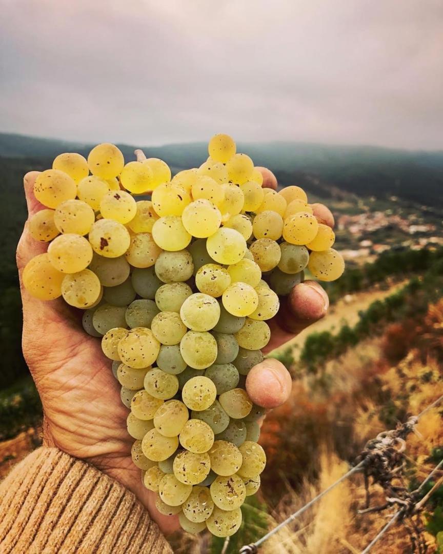 Quinta Da Penada - Vineyard & Winery - Suite 3 تشافيس المظهر الخارجي الصورة