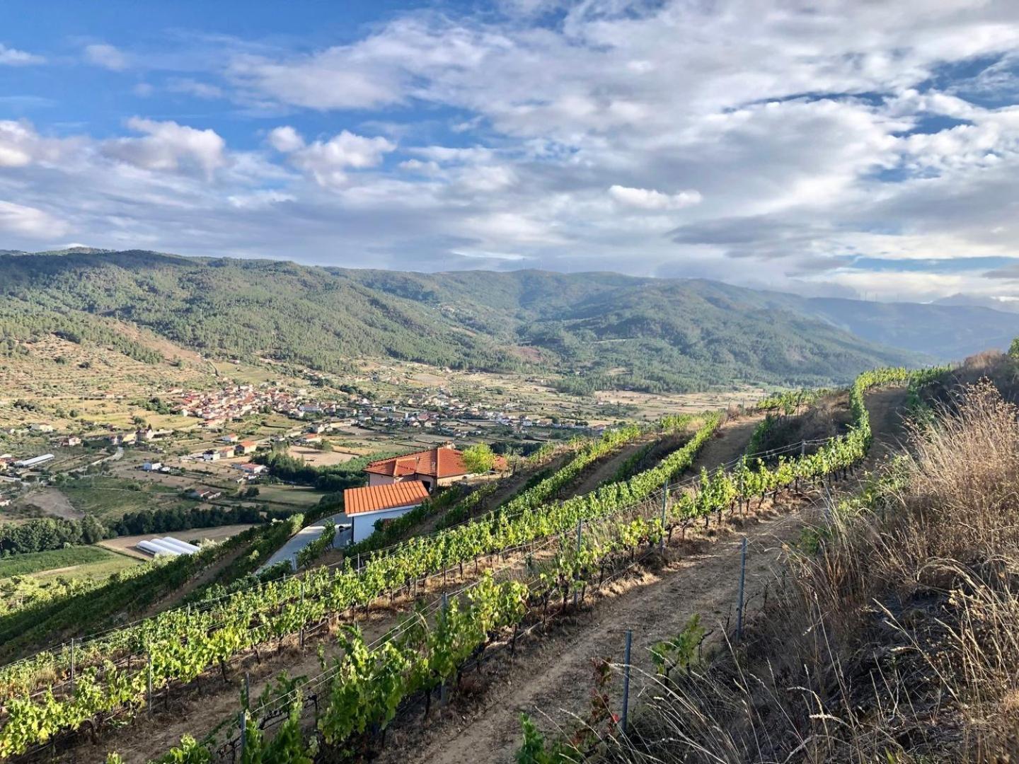 Quinta Da Penada - Vineyard & Winery - Suite 3 تشافيس المظهر الخارجي الصورة