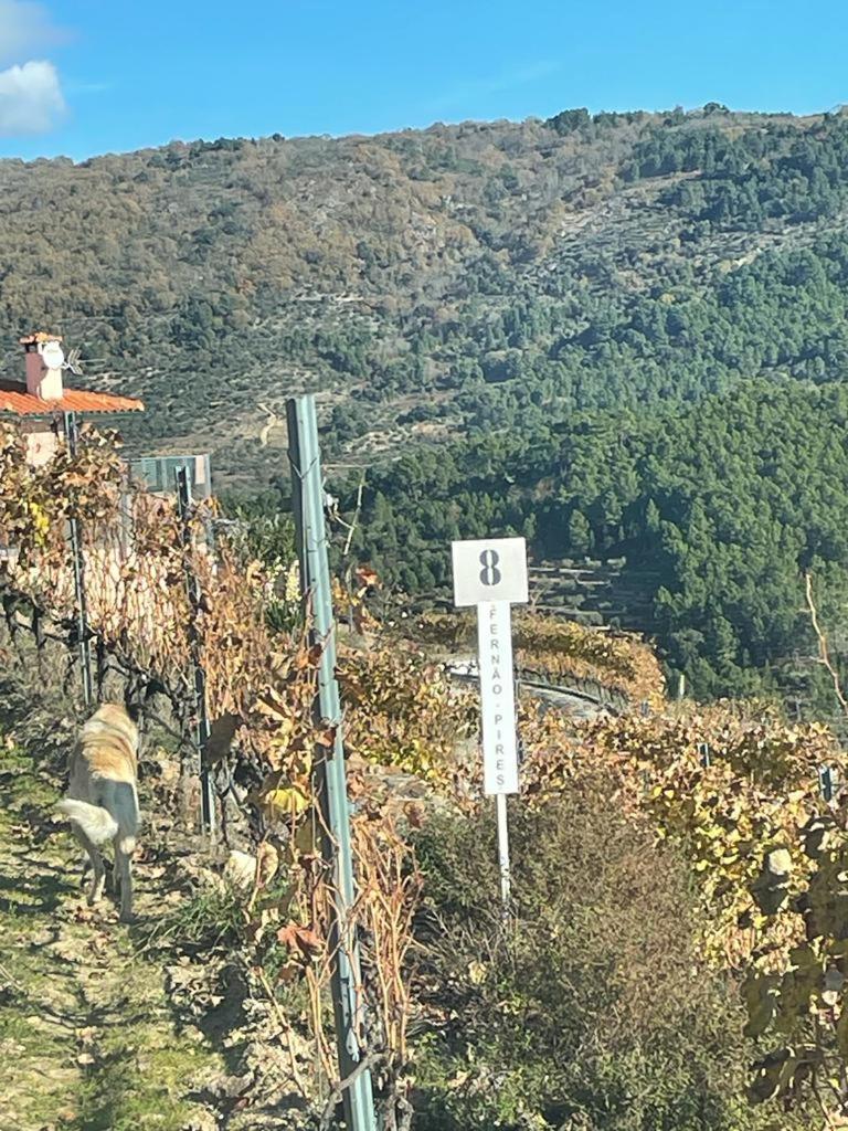 Quinta Da Penada - Vineyard & Winery - Suite 3 تشافيس الغرفة الصورة